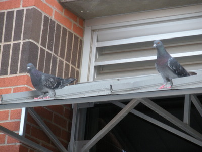 Pigeons 8-24.JPG