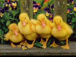 ducks in a row.jpg